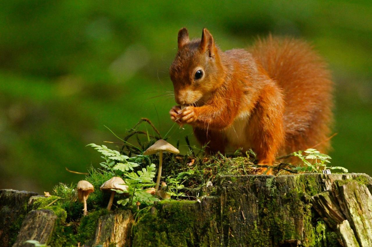 Reewold Veluwe Villa Putten Dış mekan fotoğraf
