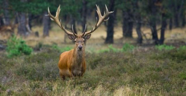 Reewold Veluwe Villa Putten Dış mekan fotoğraf