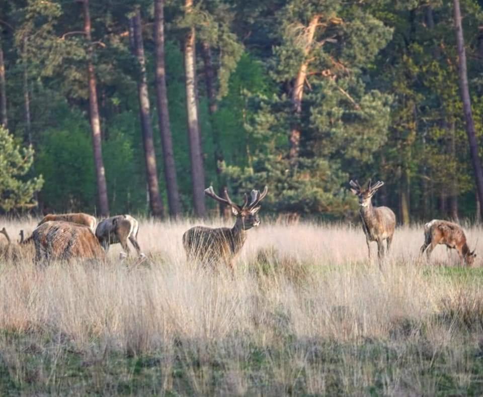 Reewold Veluwe Villa Putten Dış mekan fotoğraf
